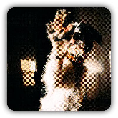 A backlit dog with long fur looking upward, creating a dramatic silhouette against a dark background.